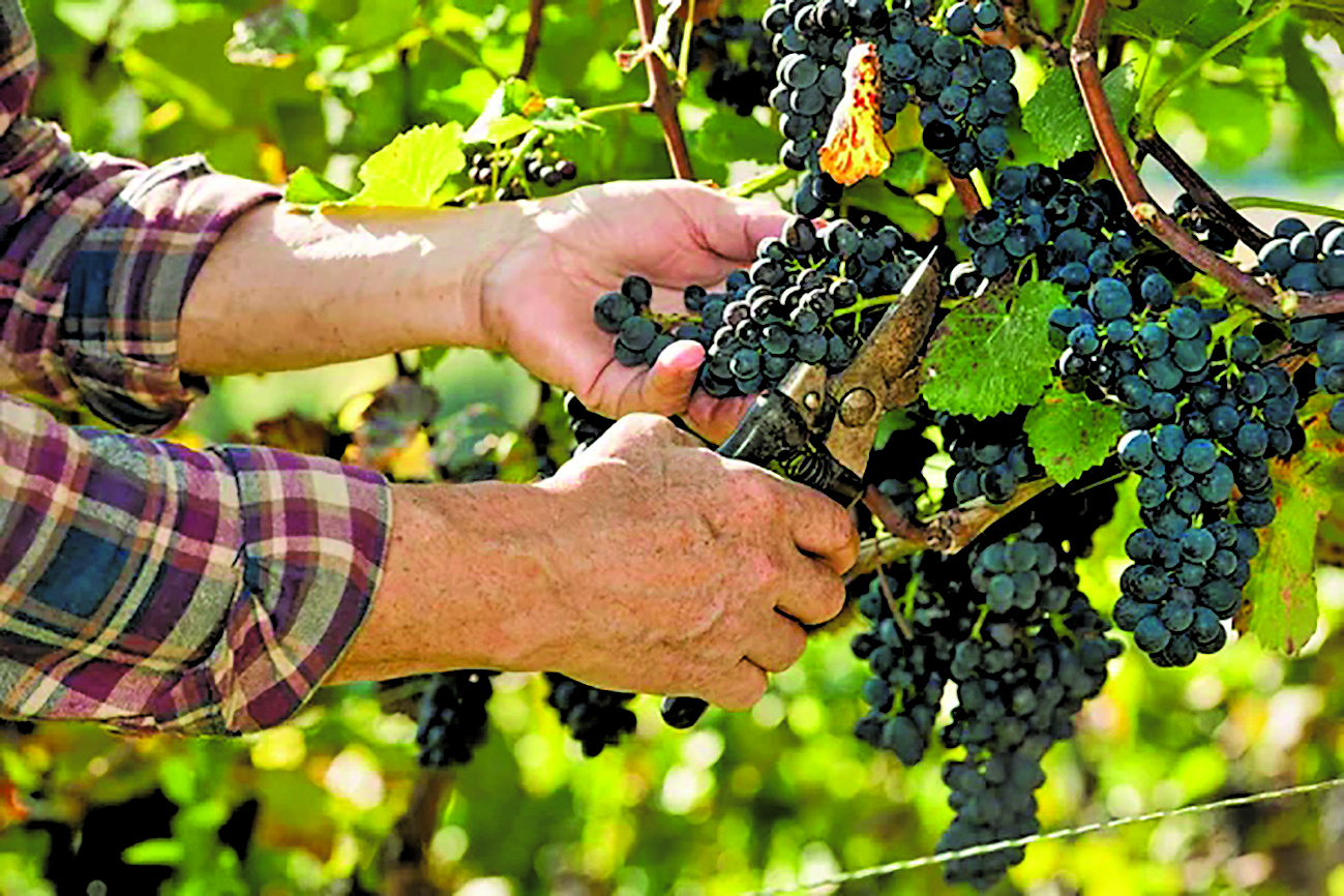 acciza pe vin reduse sectorul vitivinicol vulnerabil
