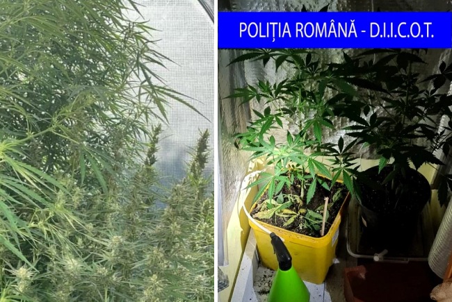 Decizie finala Trei persoane condamnate pentru canabis