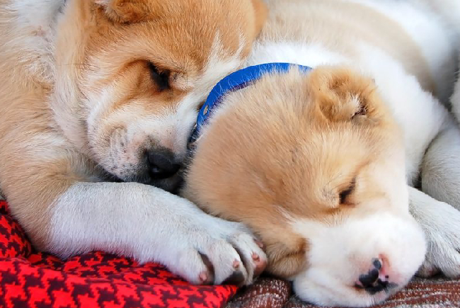 Un bihorean judecat pentru mutilarea a trei catei de rasa Ce pedeapsa a impus Judecatoria Oradea