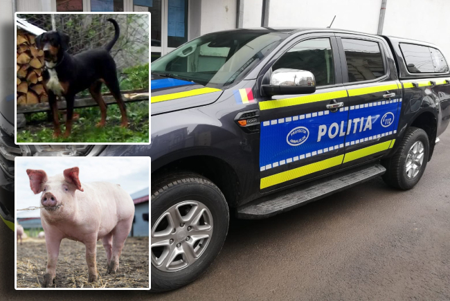 Barbat amendat dupa ce sotia sa l a raportat pentru abuz asupra porcului si cainelui