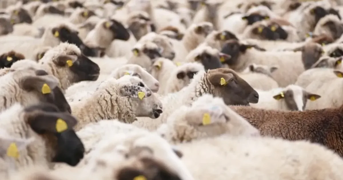 Exporturile de animale vaccinate anti-pestă ar putea fi deblocate într-o lună
